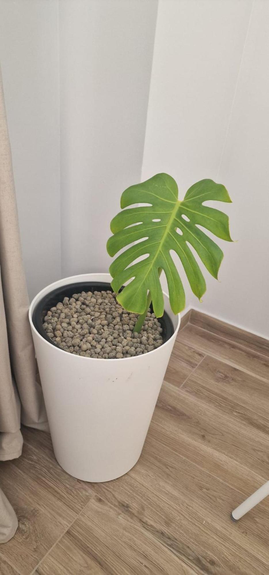 Machico Heart Suites Dış mekan fotoğraf